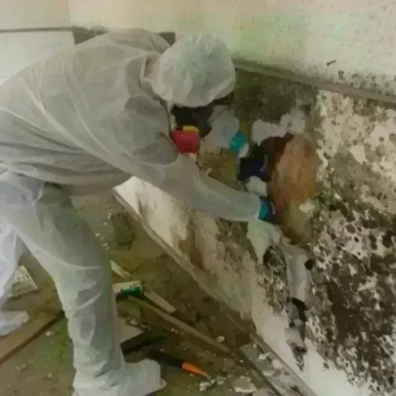 Mold Remediation and Removal in Brecksville, OH